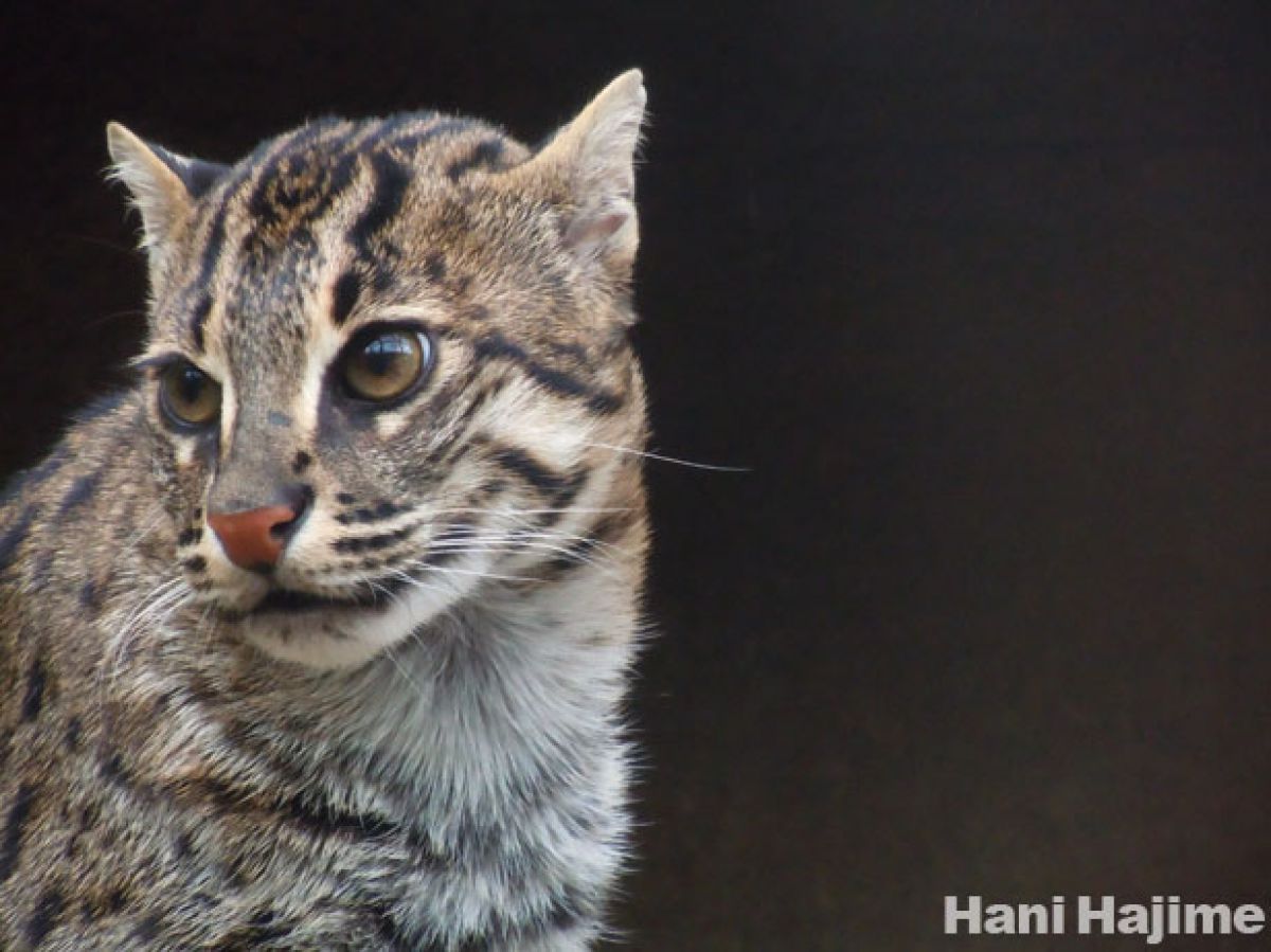 スナドリネコ 動物 猫 Ganref