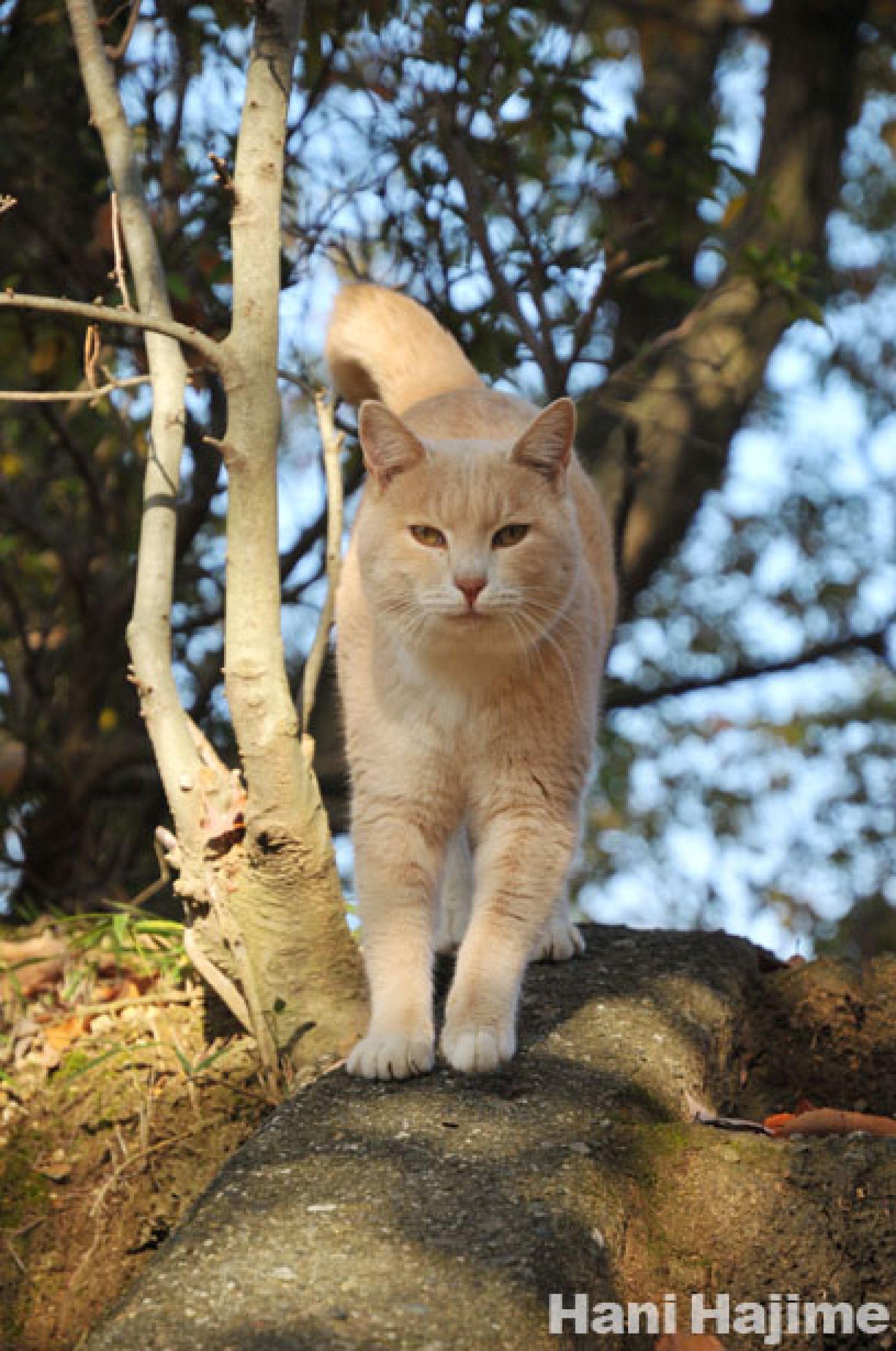 木漏れ日のミルクティー猫 | GANREF