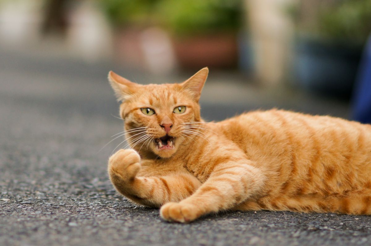 こらーっ 動物 猫 Ganref