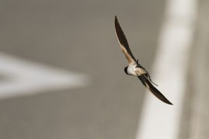 aa71277518078f5950c42131bc7b40