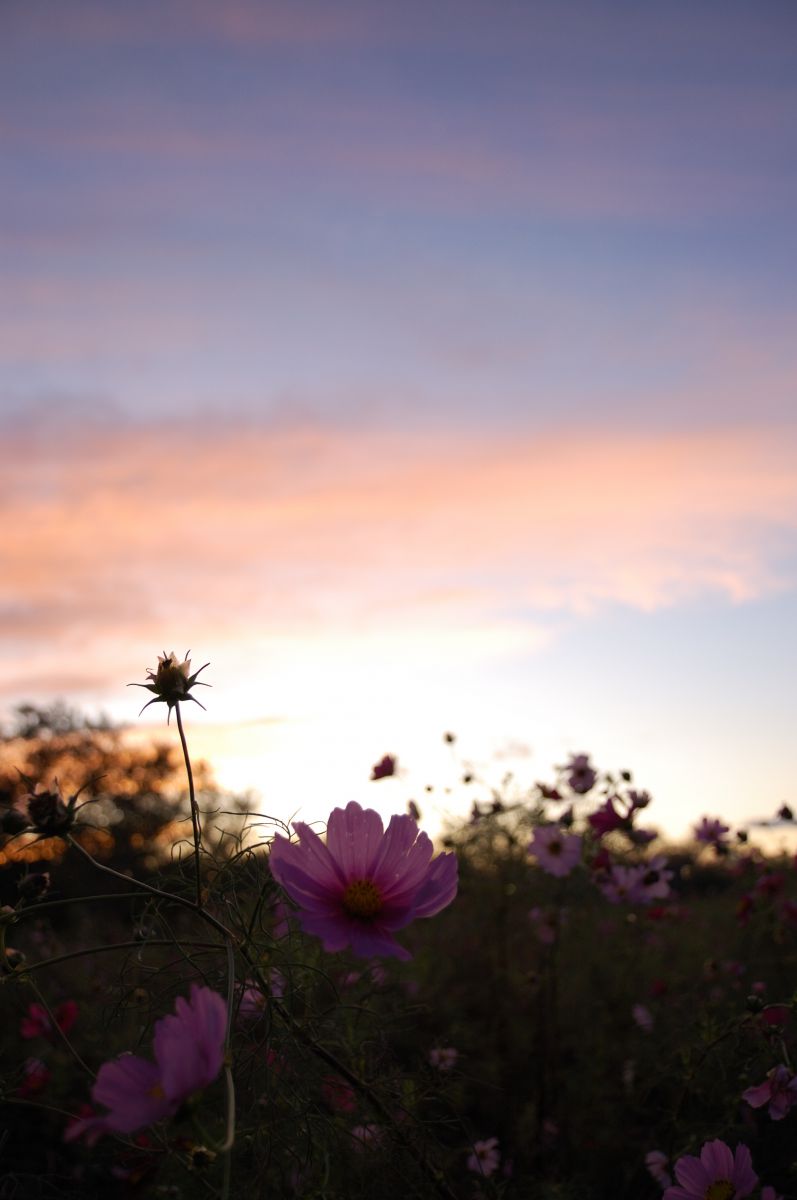 嵐のあとで 自然 風景 空 雲 Ganref