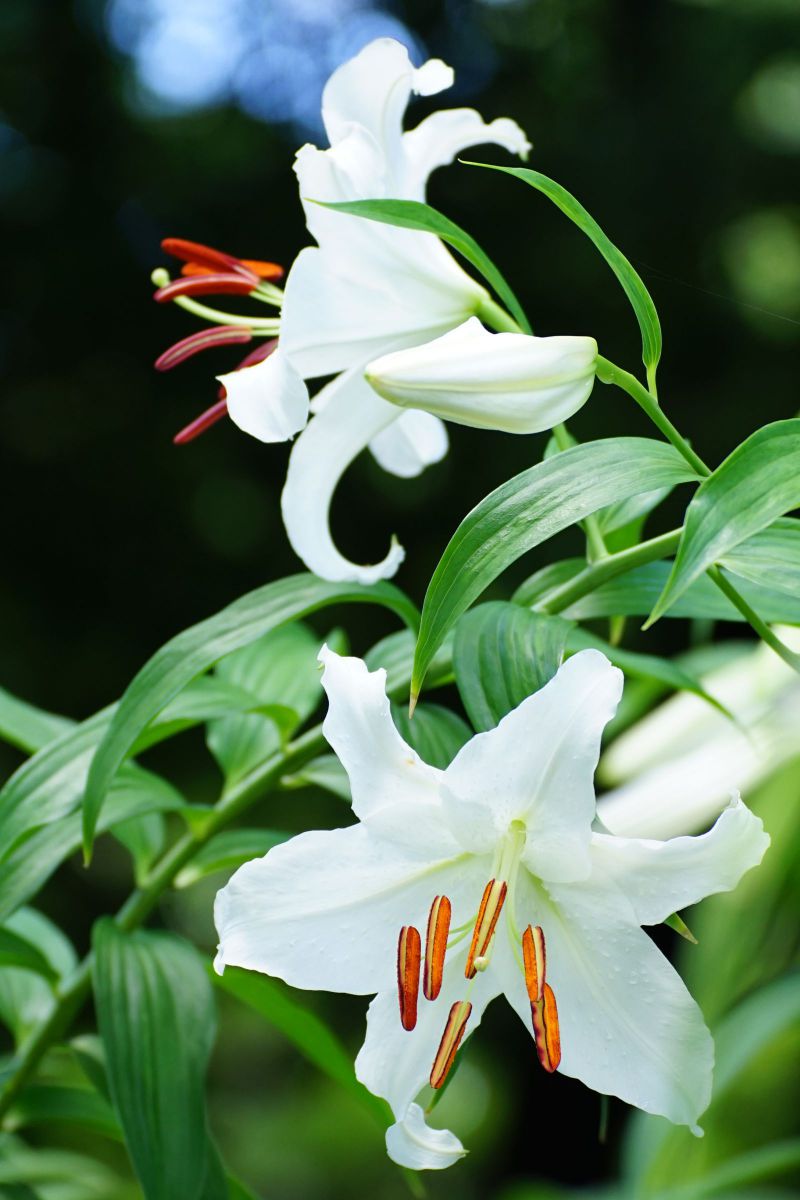 Casablanca lilium GANREF