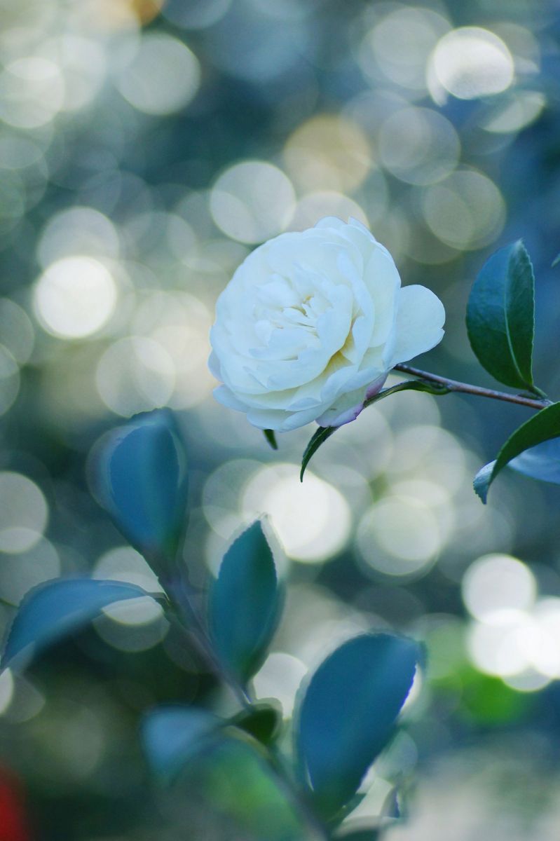 陽だまりの中 植物 花 花びら Ganref