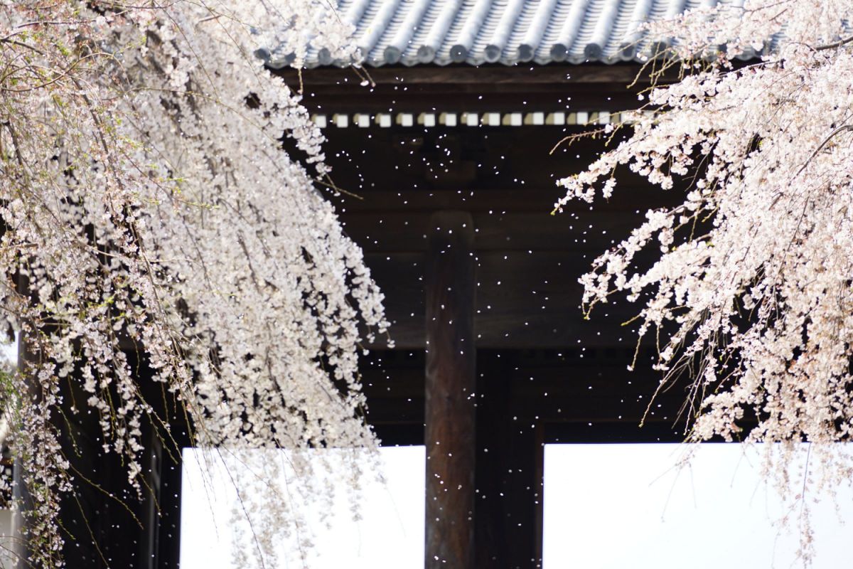 雪桜 | GANREF