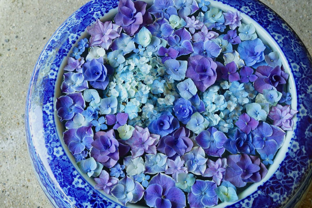 Blue | GANREF