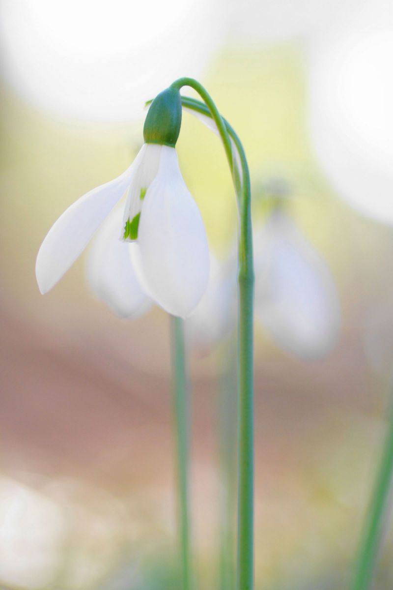 Snow Drop 植物 花 花びら Ganref
