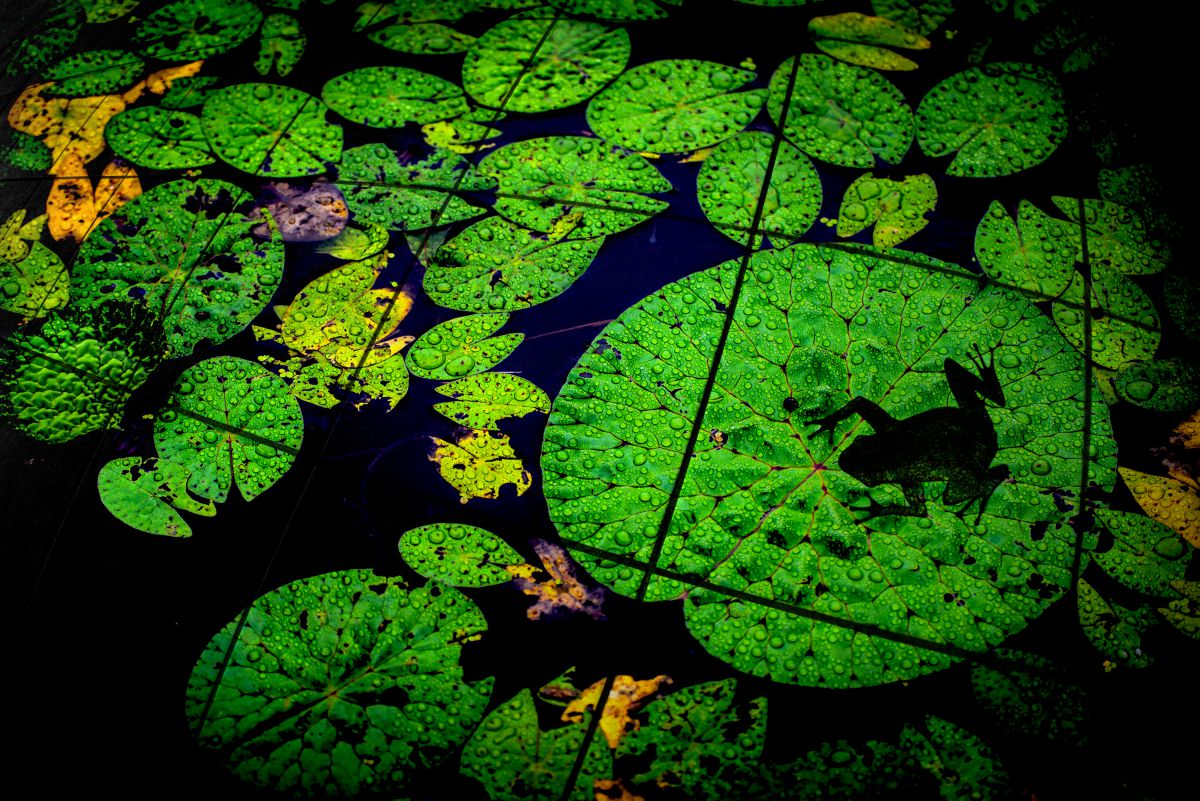梅雨景色 創作写真 自然 風景 水辺 Ganref