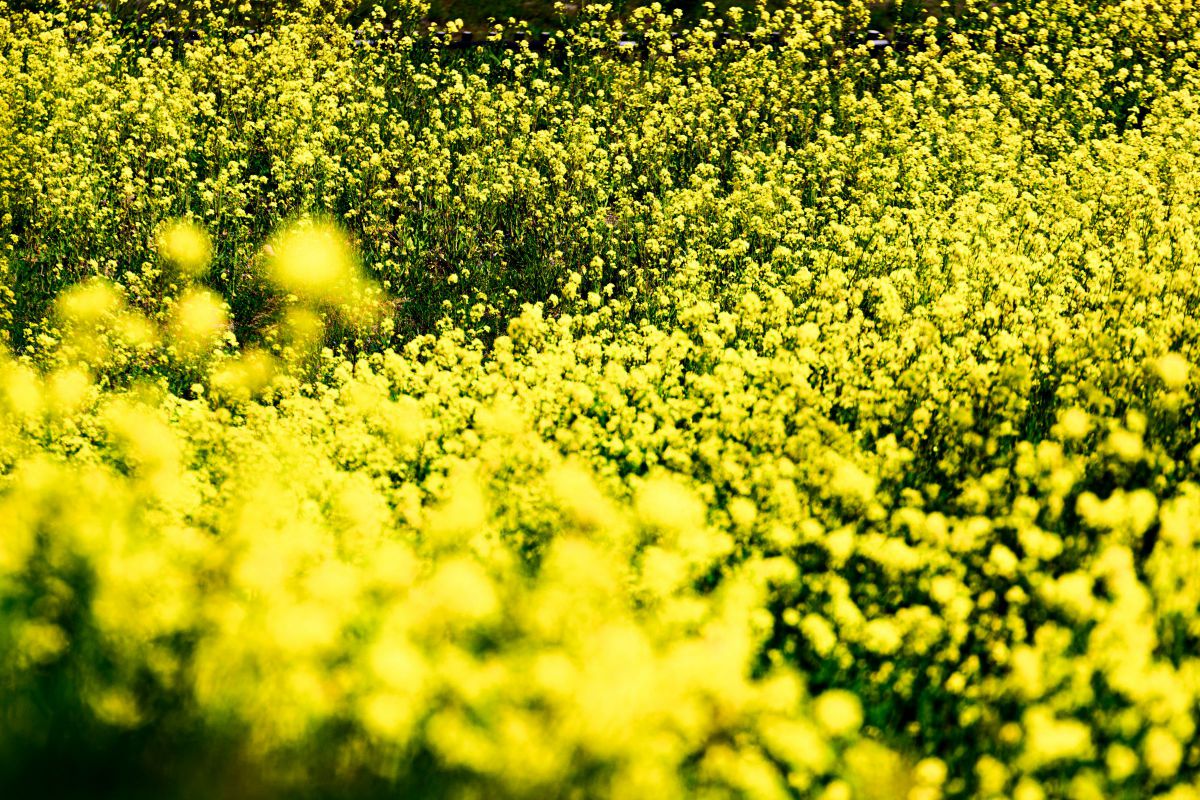 川の流れのように GANREF