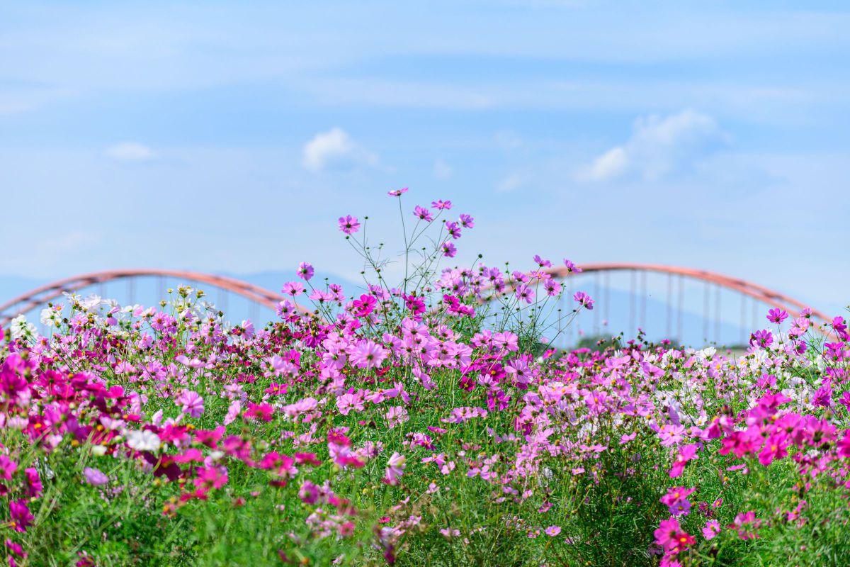 AF-P DX NIKKOR 70-300mm f/4.5-6.3G ED VRで撮影された写真 | 写真