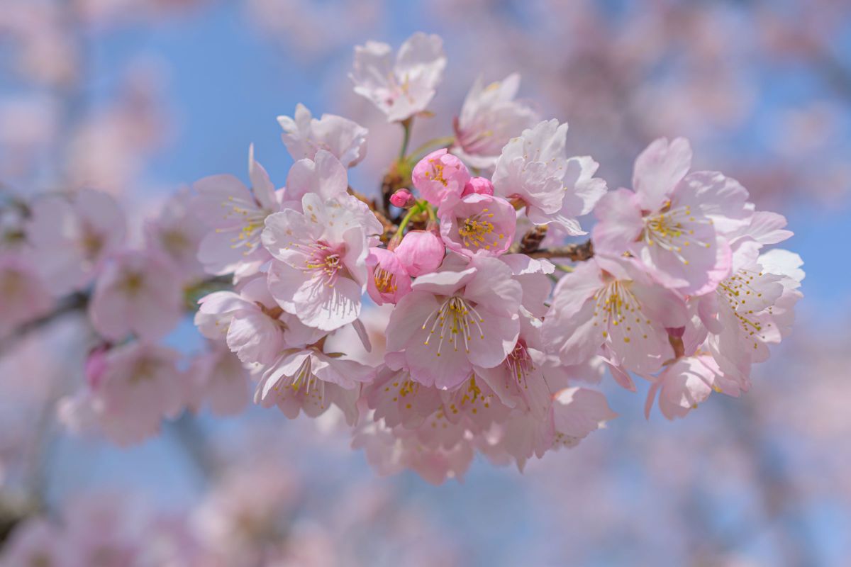 春の花撮影に最適！Nikon AF-S DX micro 40mm f/2.8G