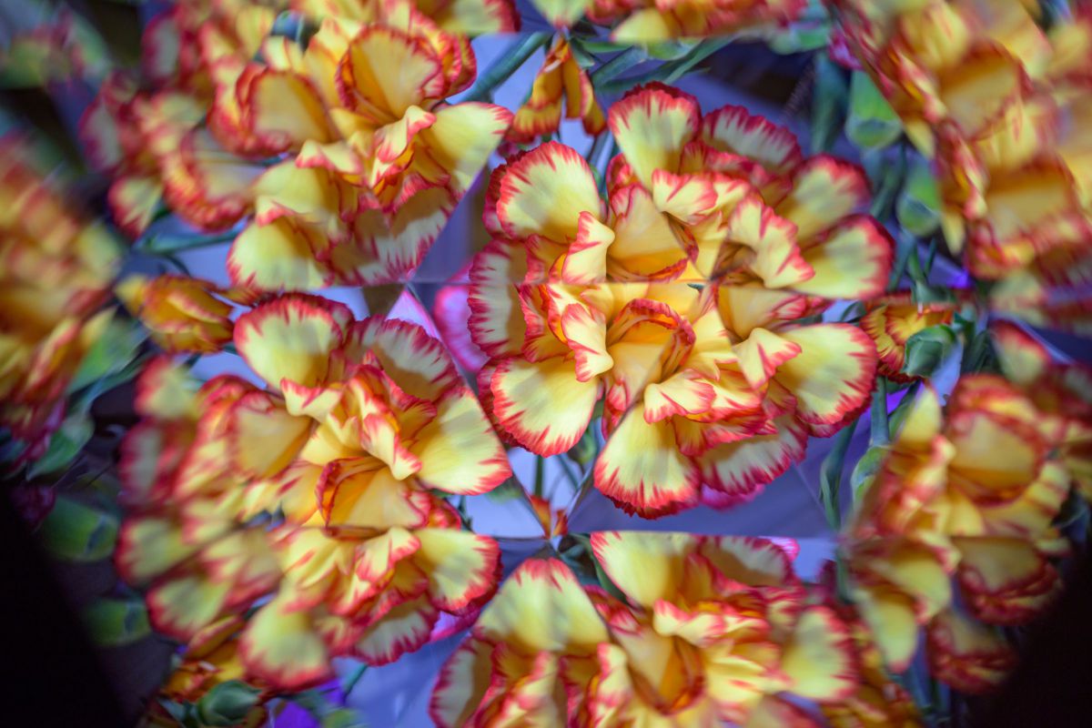 テレイドスコープZ GANREF