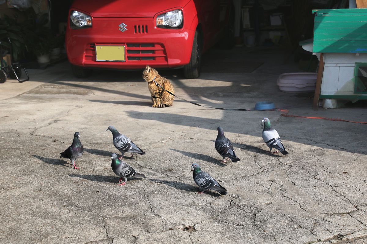 ハトが遊びに来る家 動物 > 小動物 GANREF