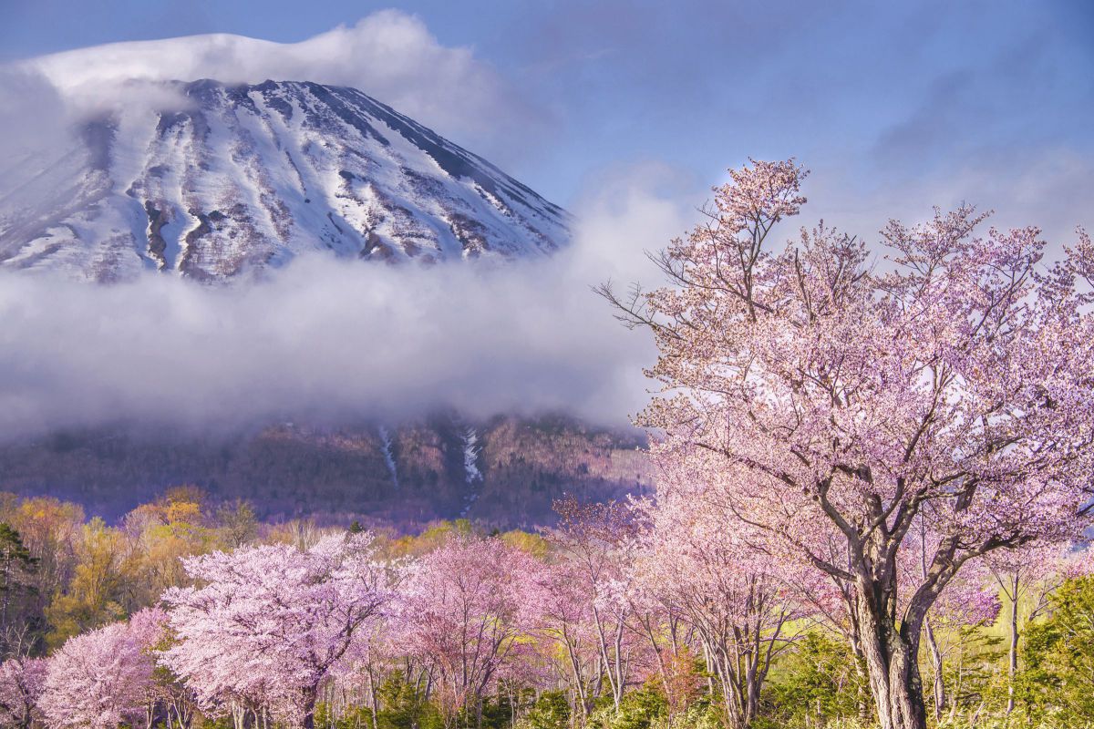 蝦夷が島に春が来た 蝦夷富士と桜 植物 桜 Ganref