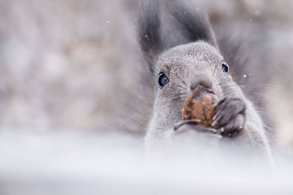 白の季節とエゾリス  日本 ＞ 北海道地方  GANREF