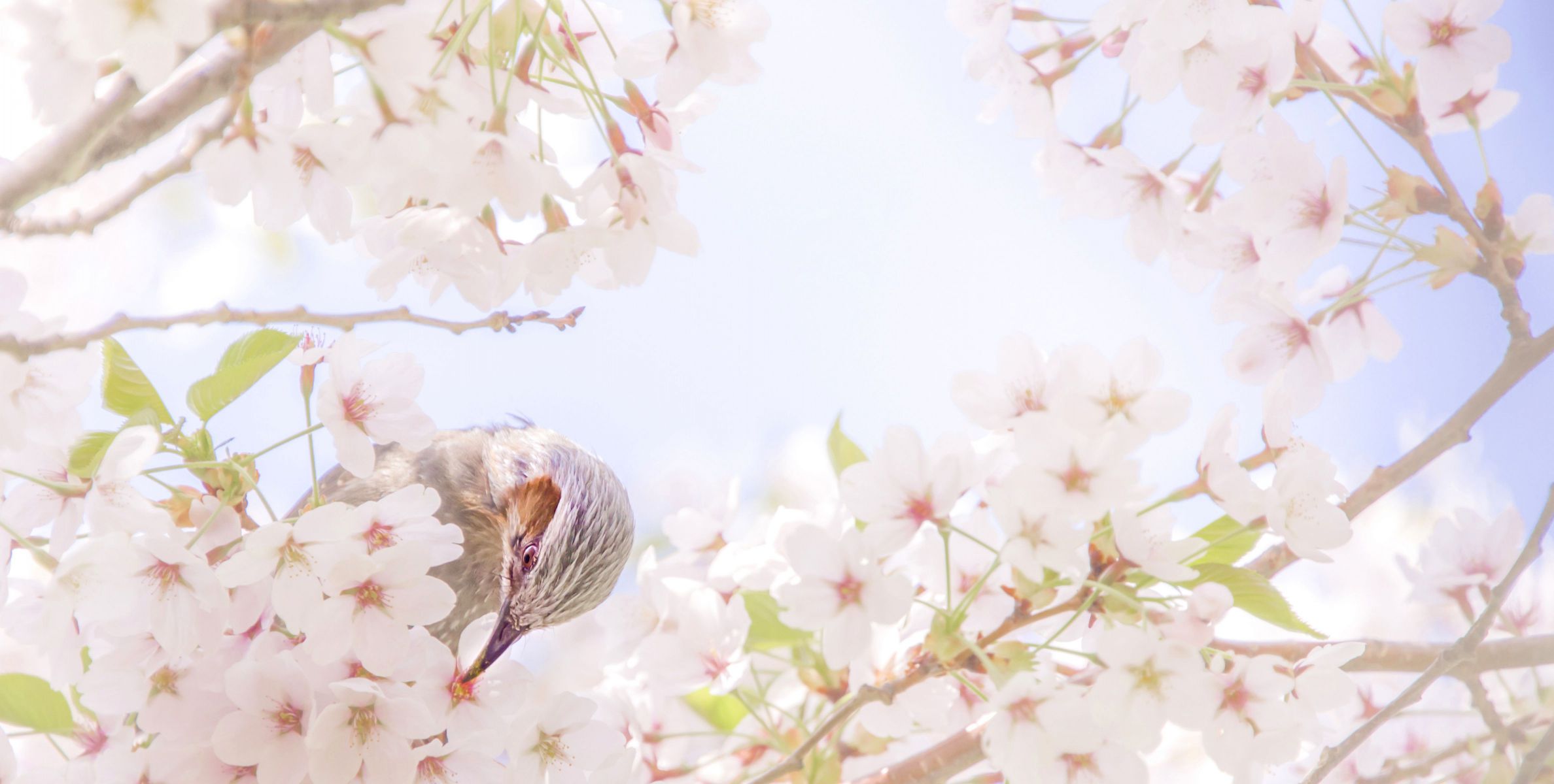桜とヒヨドリ 春よ来い 早く来い 日本 北海道地方 Ganref
