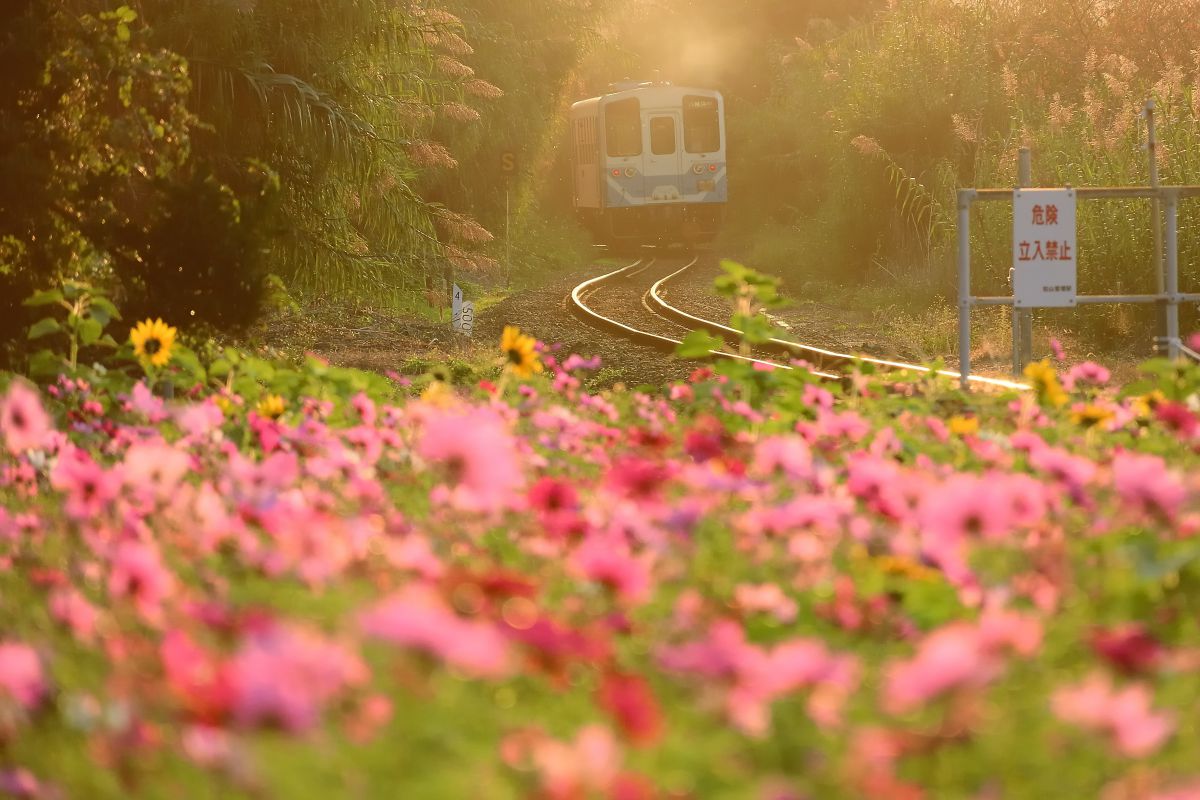 AF-S DX NIKKOR 18-140mm f/3.5-5.6G ED VRで撮影された写真 | 写真