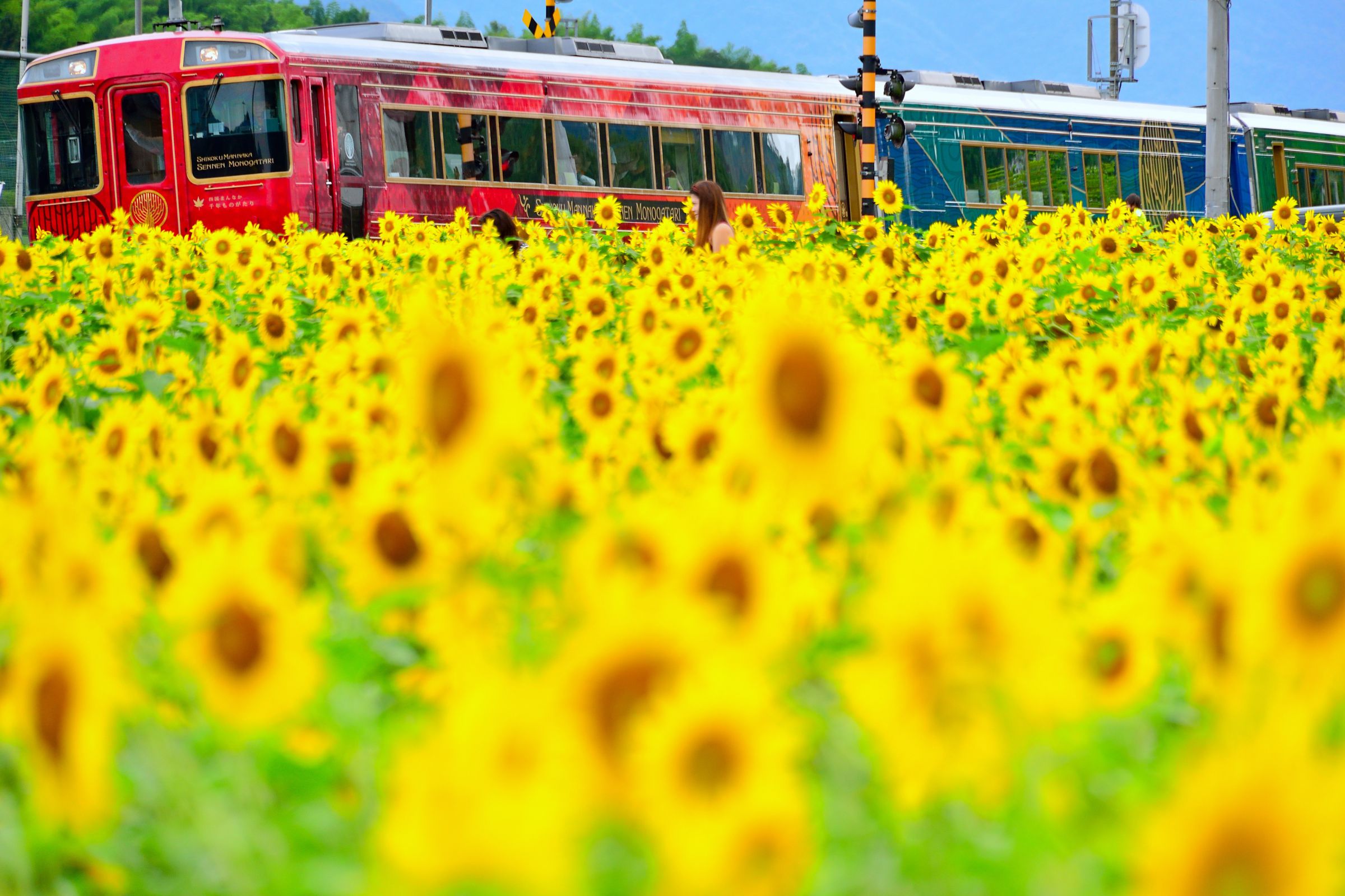 ひまわり summer_sunflower_002_001_1200x