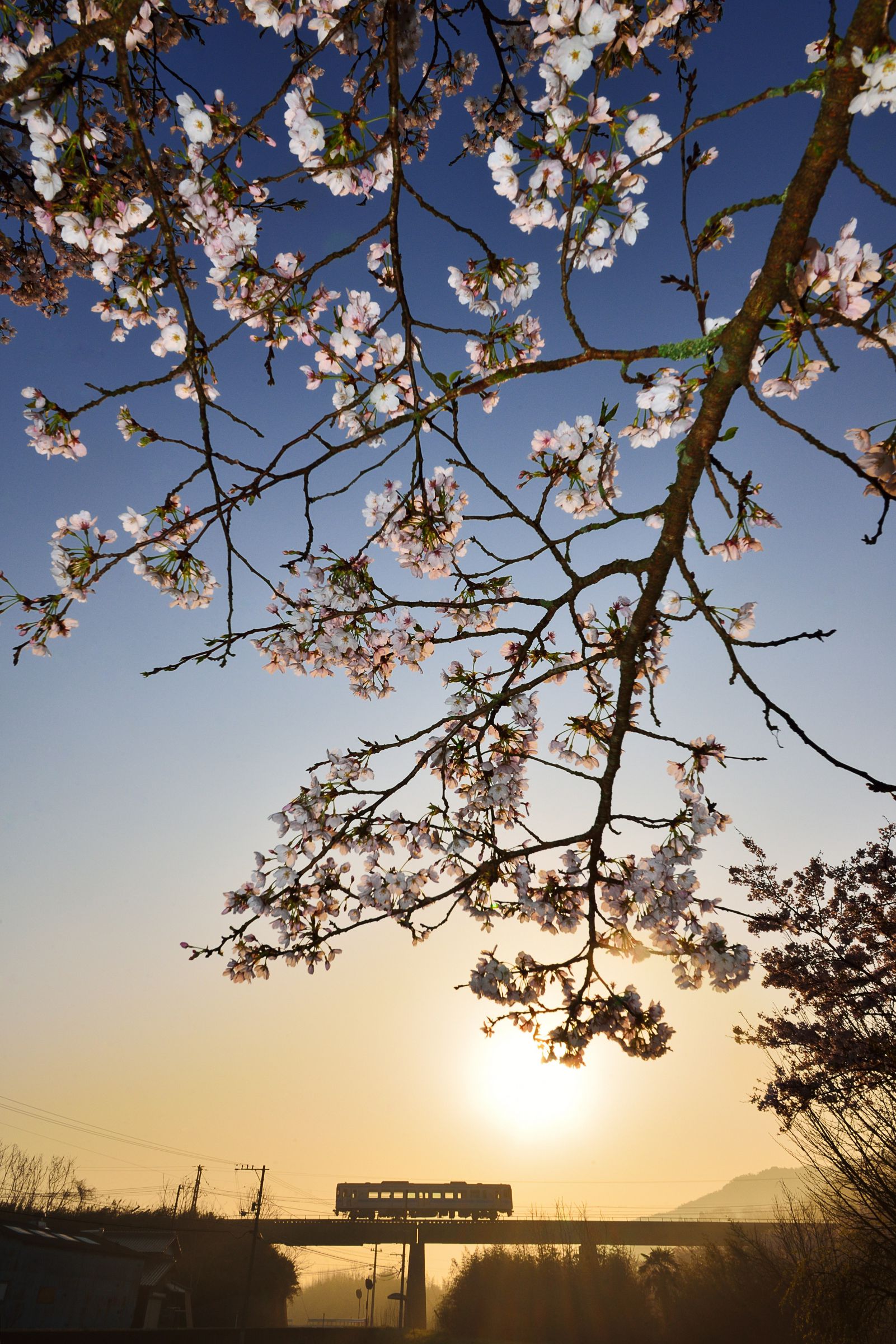 春の朝空 桜咲く春の朝 | GANREF