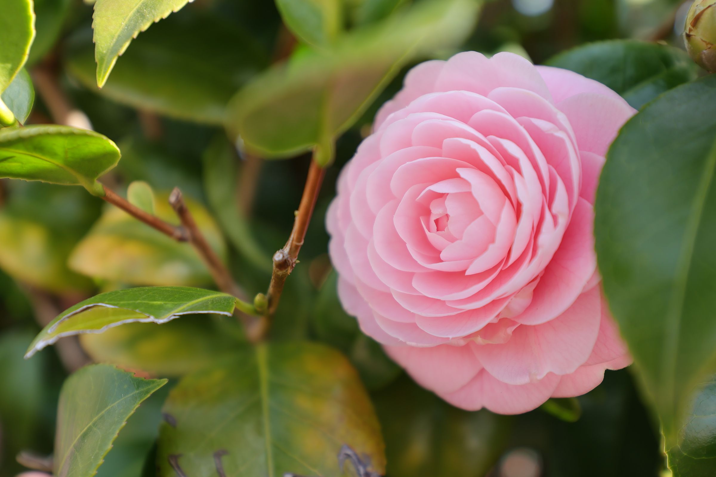 おしとやかな椿の花 | GANREF