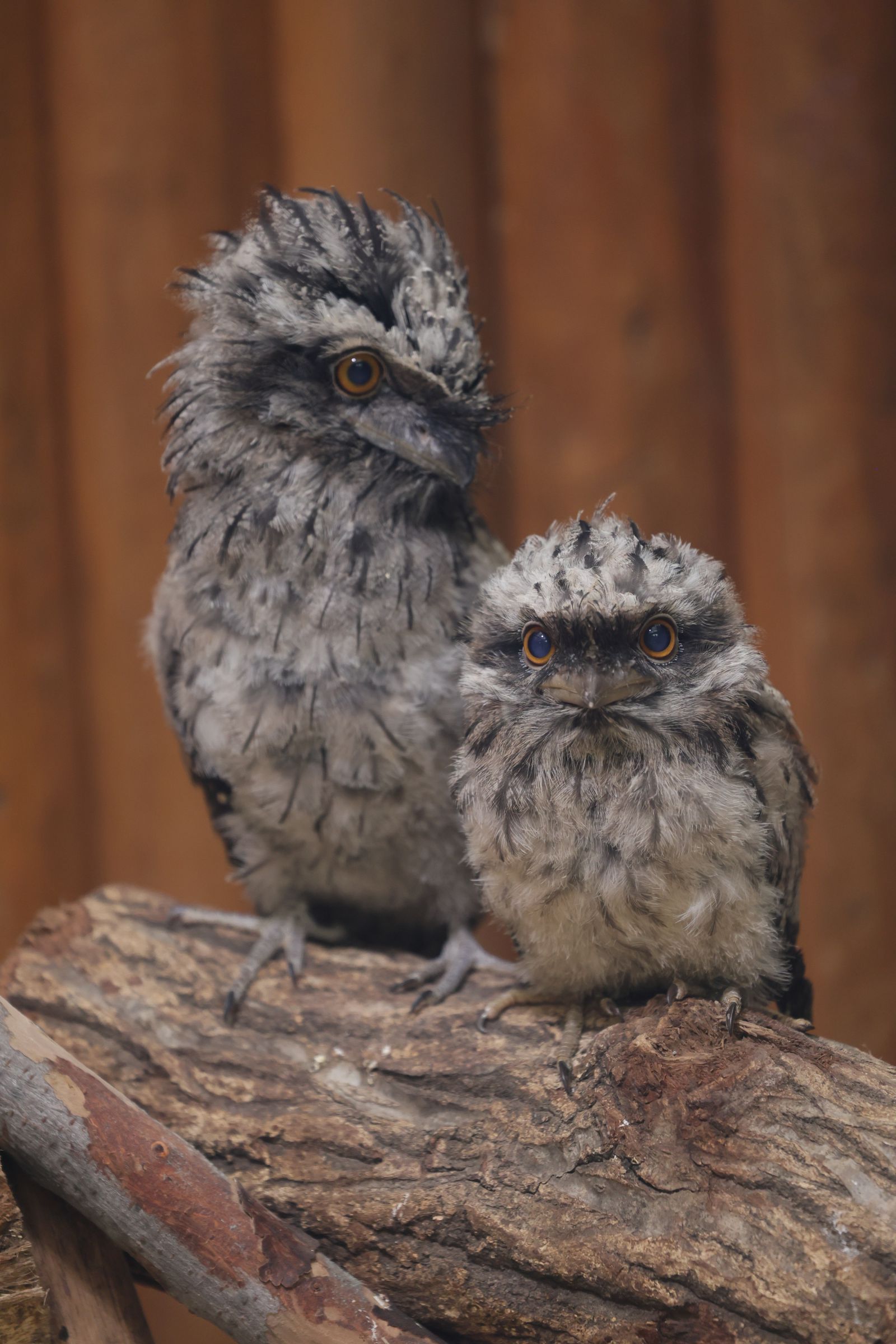 タカの赤ちゃん達 | GANREF