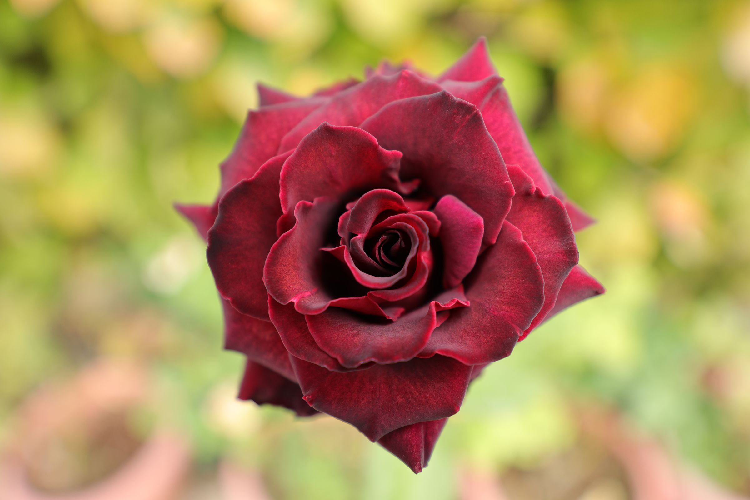 宙に浮く薔薇 | GANREF