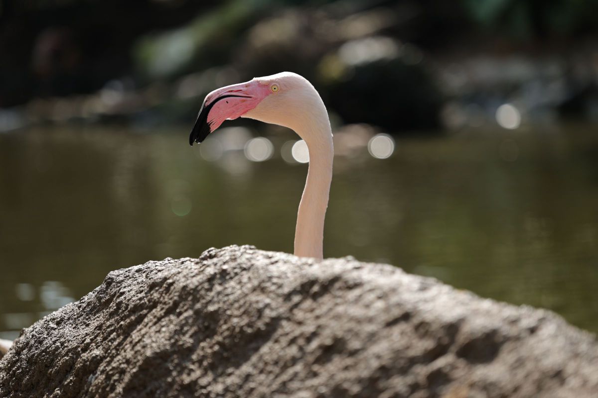 岩から生えた フラミンゴ 動物 鳥類 Ganref