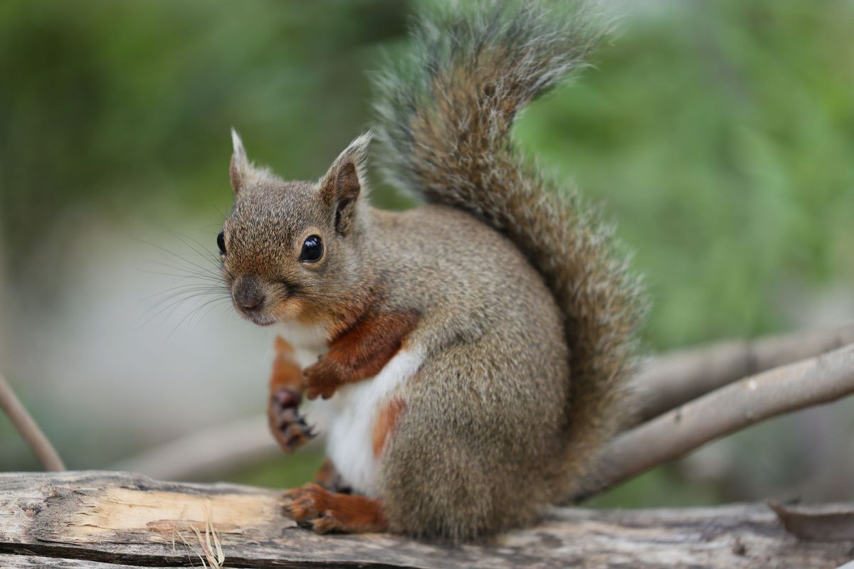 vintage ornament ❀ 木の実を持った リスさん