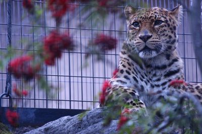 かめれおんです❗️オランウータン　旭山動物園　レトロ　初代　レア　希少❣️ かめれおん様専用です❗️オランウータン 旭山動物園 レトロ