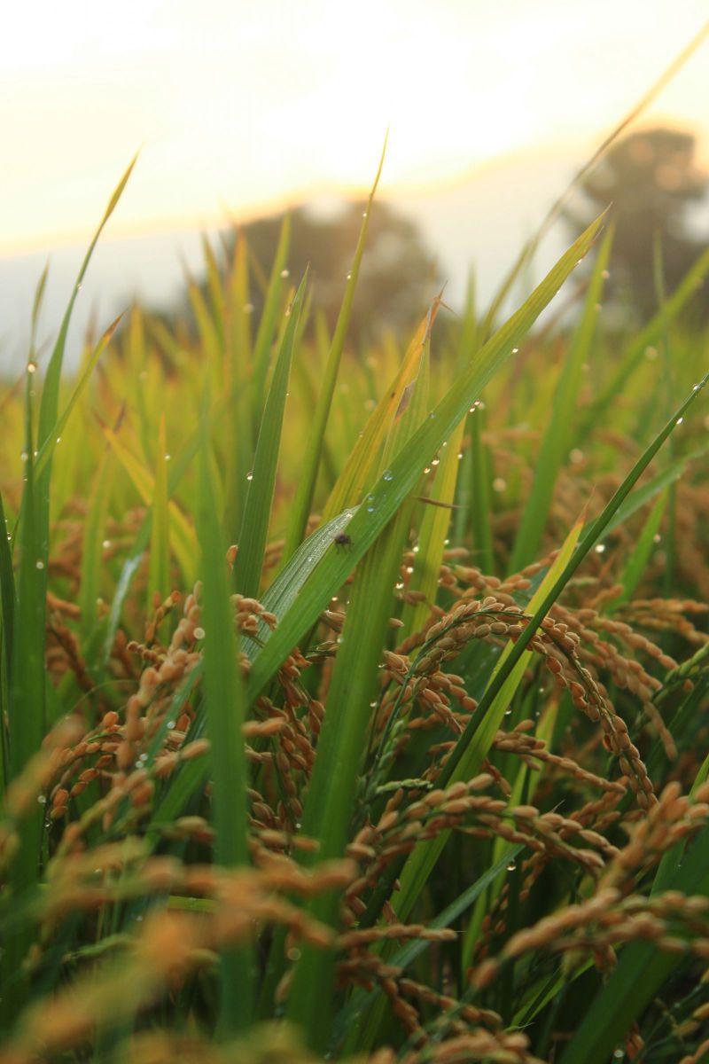 朝露と首を垂れる稲穂 植物 実 果実 Ganref