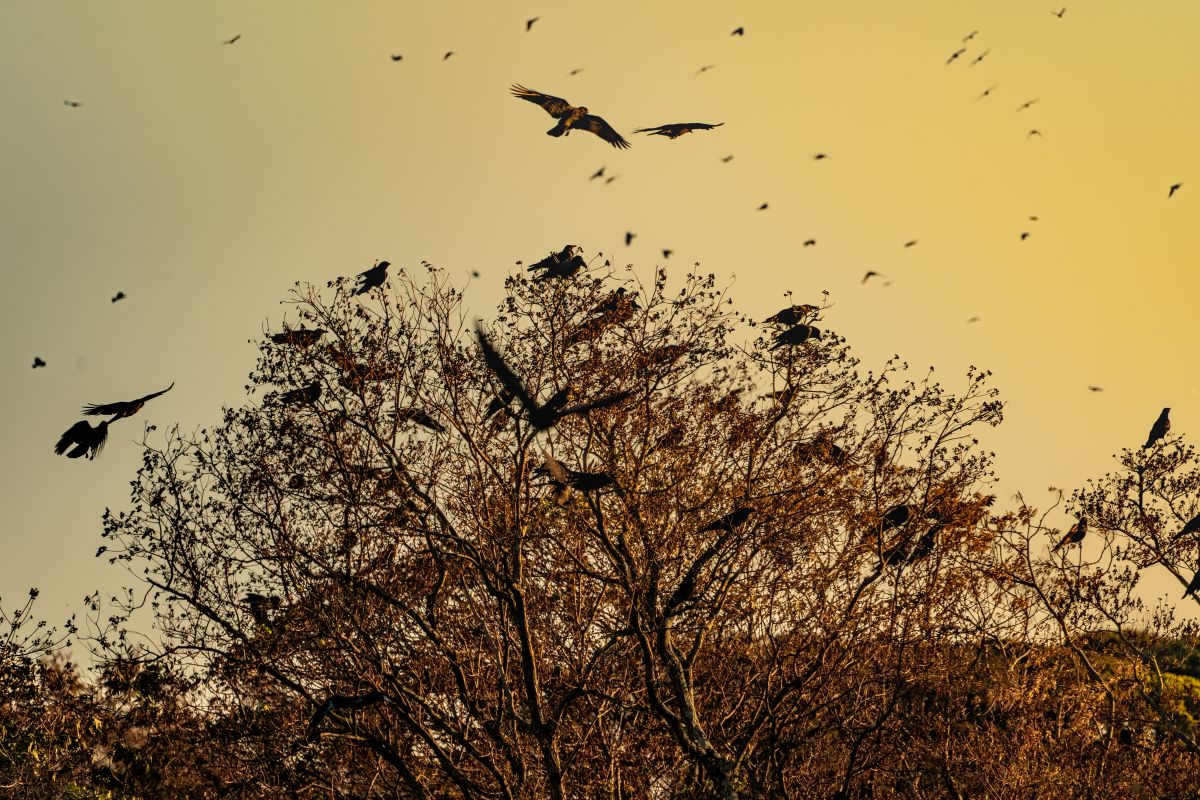 カラスの集合時間 自然 風景 森林 Ganref