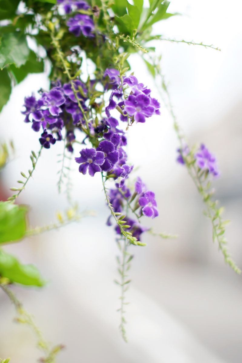 秋風さやか 植物 花 花びら Ganref