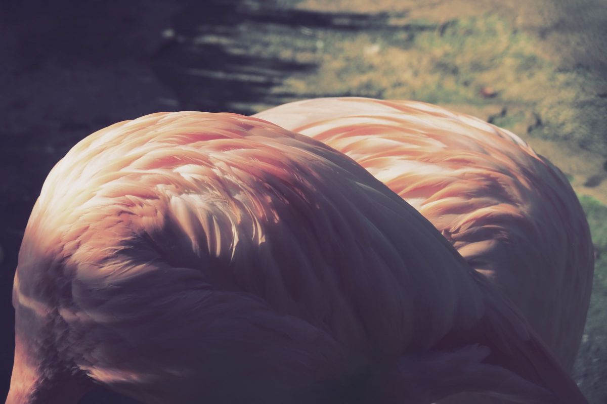 水を啄む 動物 鳥類 Ganref 水を啄む 動物 鳥類 Ganref