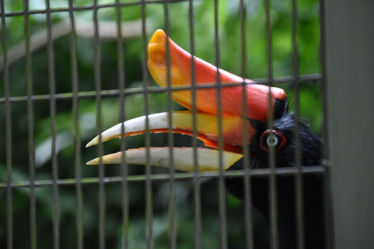 ぼけーっ 動物 鳥類 Ganref
