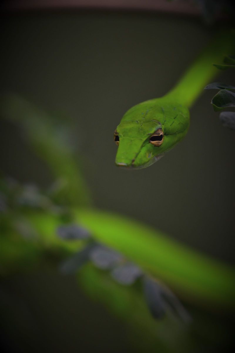 今日の晩御飯みーっけ 動物 爬虫類 両生類 Ganref