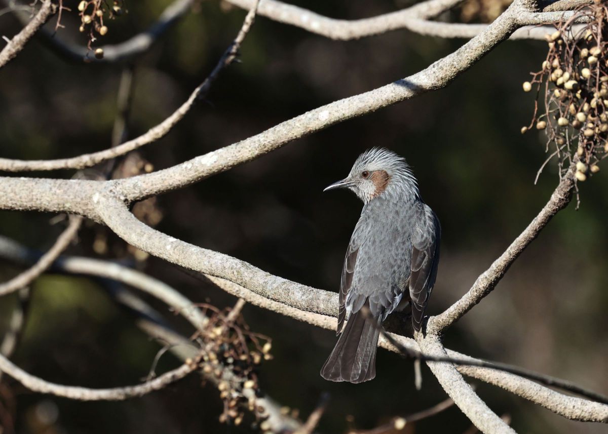 美しい後ろ姿 動物 鳥類 Ganref
