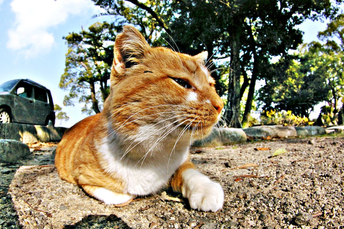 余は満足じゃ 動物 猫 Ganref