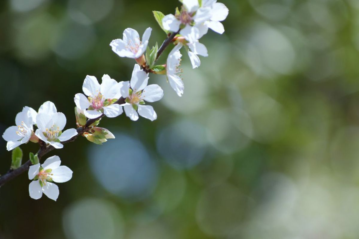 山桜桃梅 植物 花 花びら Ganref