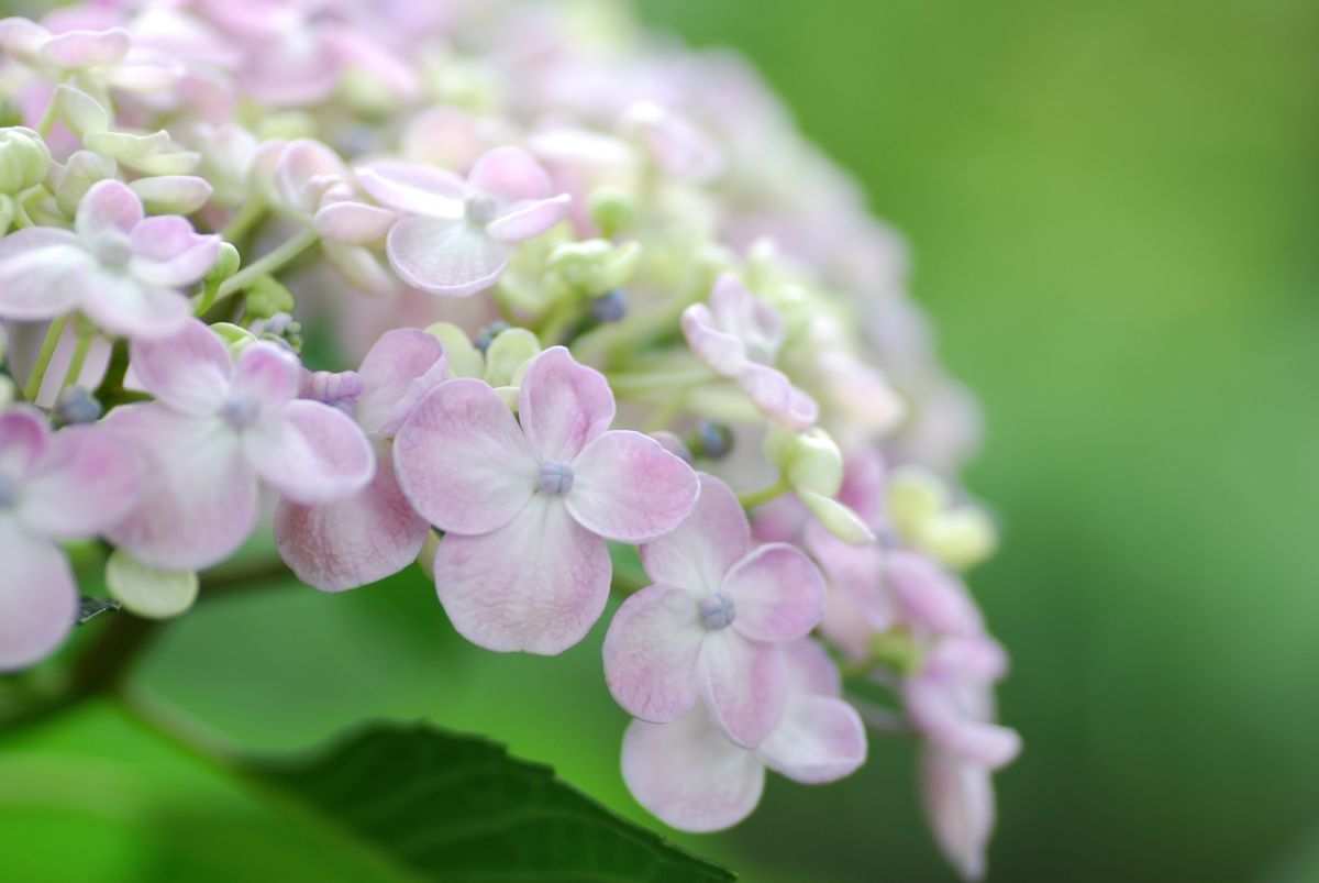 おたふくあじさい 植物 花 花びら Ganref