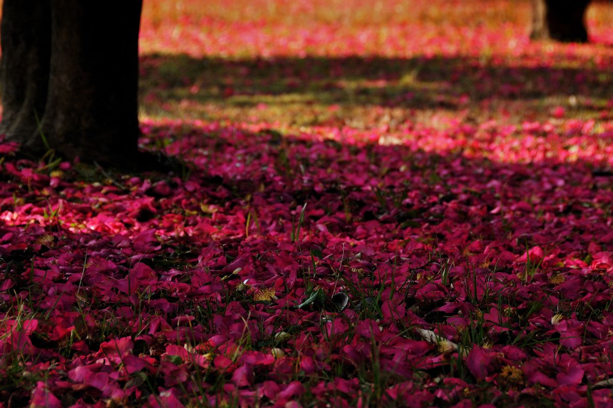 椿の森 植物 樹木 Ganref