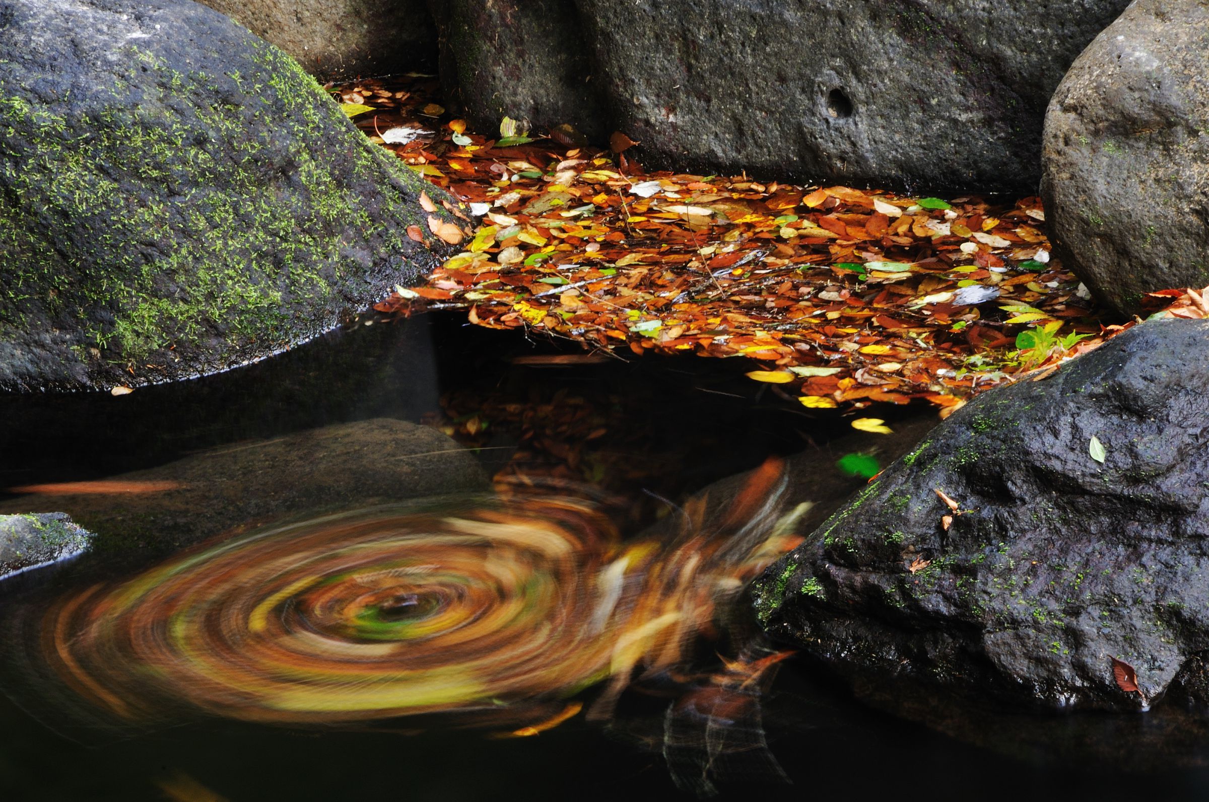 落ち葉洗い | GANREF