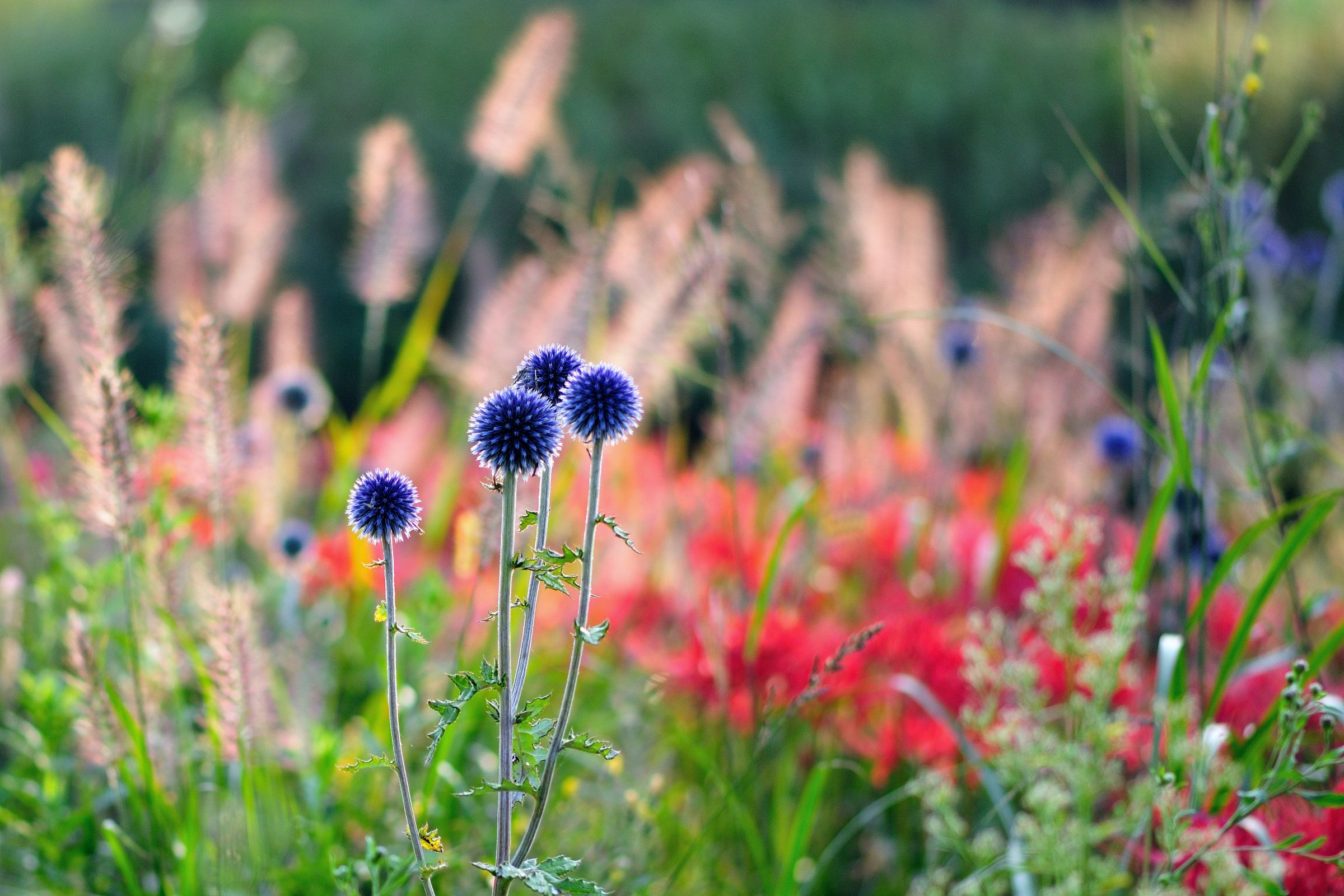 秋の草原を切り取れば | GANREF