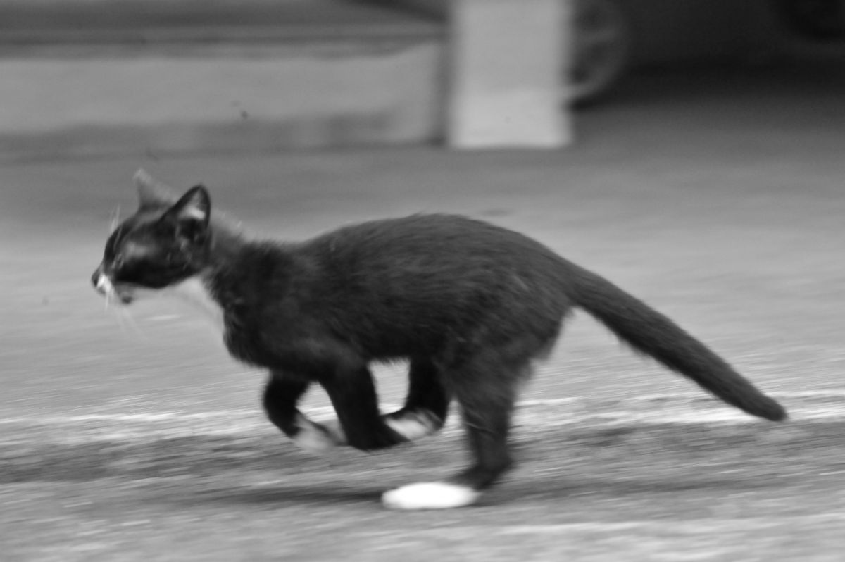 走る 動物 猫 Ganref 走る 動物 猫 Ganref