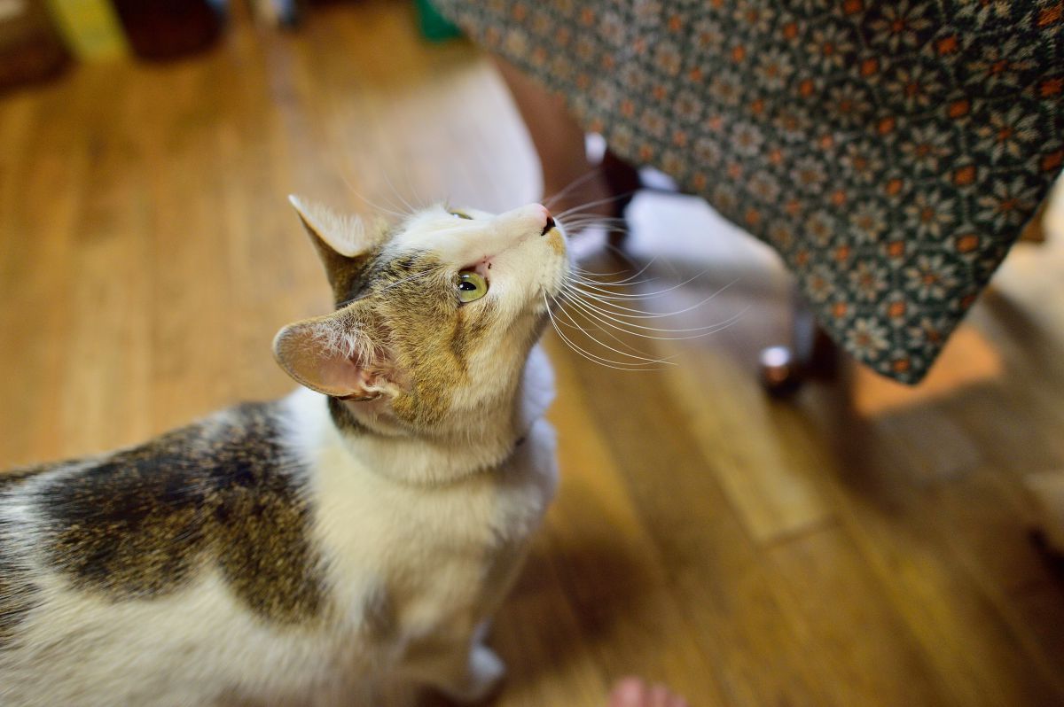 何してんのー 動物 猫 Ganref