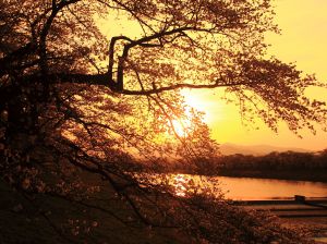 夕方桜 富士と桜と夕暮れと。 | GANREF