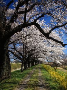 夕方桜 夕焼け桜 | GANREF