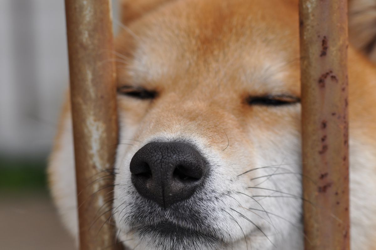 はふぅ 動物 犬 Ganref