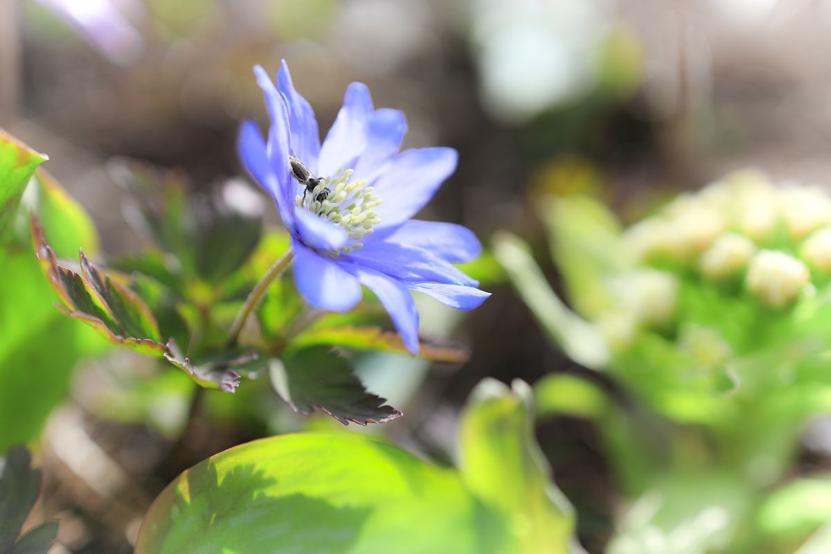 初夏の妖精 植物 花 花びら Ganref