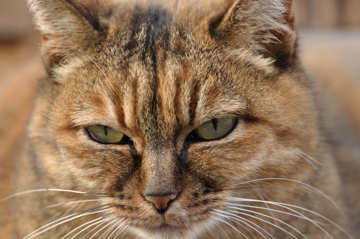 ワル 動物 猫 Ganref