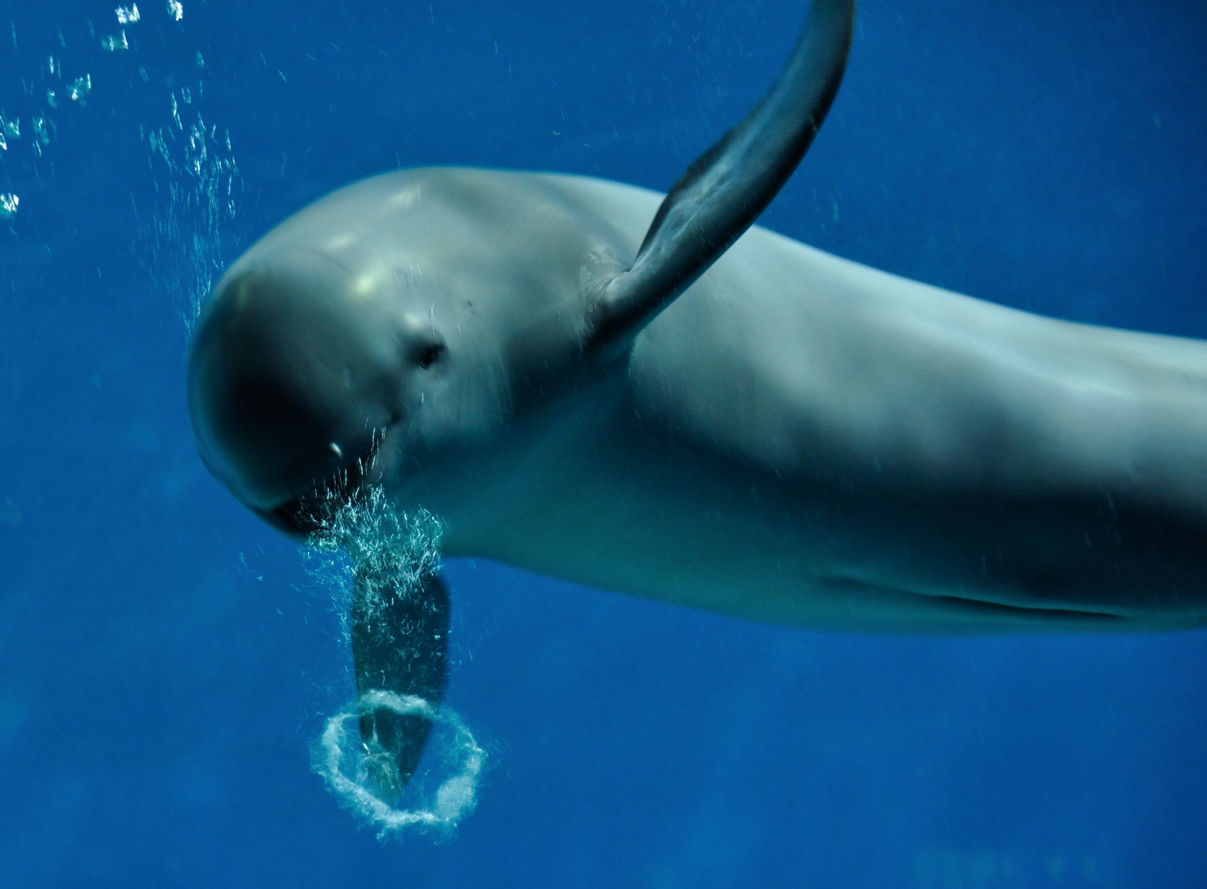 スナメリのバブルリング | GANREF