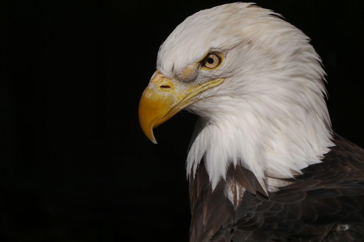ハクトウワシ 動物 鳥類 Ganref ハクトウワシ 動物 鳥類 Ganref